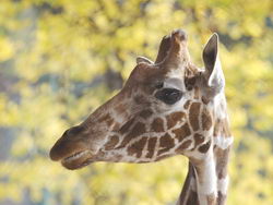 Подробнее о статье День рождения жирафа Луга — Животные и природа
